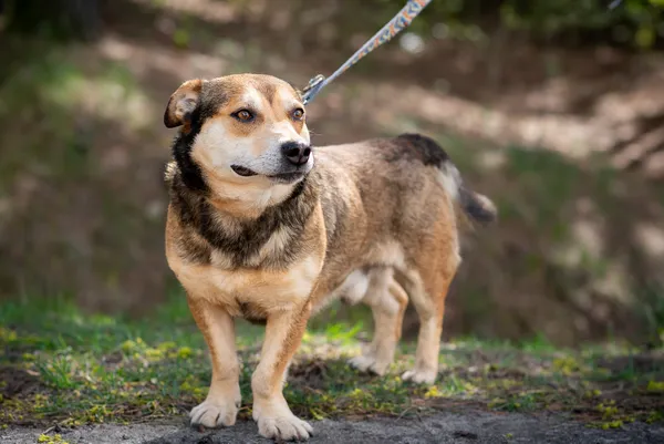 Pies do adopcji, Nowodwór, 13 kwietnia 2024 (5/5)