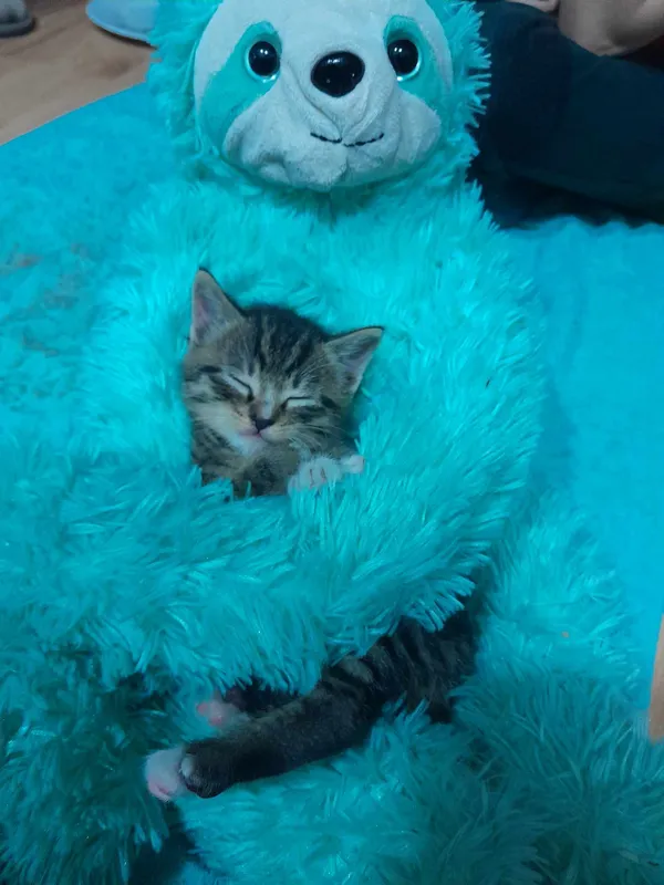 Kot do adopcji, Sosnowiec, 9 kwietnia 2024 (3/4)