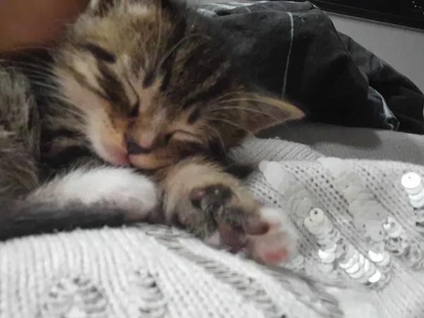 Kot do adopcji, Sosnowiec, 9 kwietnia 2024 (4/4)