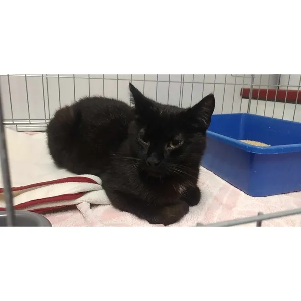 Znaleziono kota, Białystok, 14 kwietnia 2024