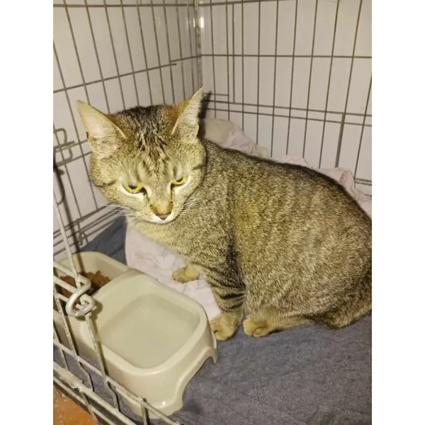 Znaleziono kota, Białystok, 7 kwietnia 2024