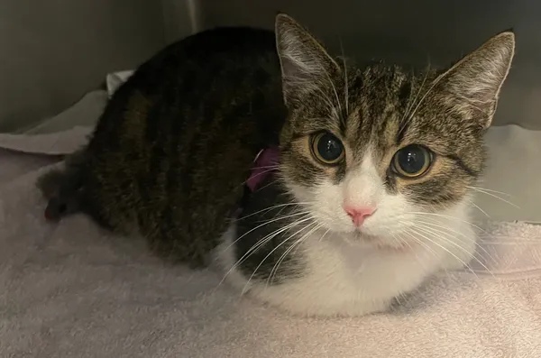 Znaleziono kota, Lublin, 11 kwietnia 2024