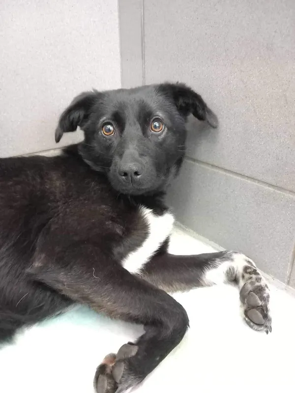 Pies do adopcji, Kielce, 14 kwietnia 2024