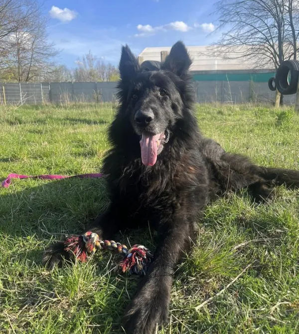 Pies do adopcji, Konin, 13 marca 2024 (1/2)