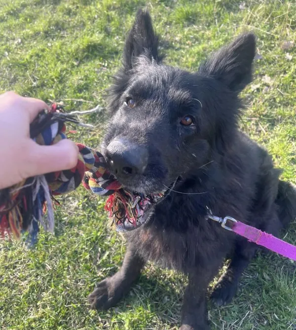 Pies do adopcji, Konin, 13 marca 2024 (2/2)