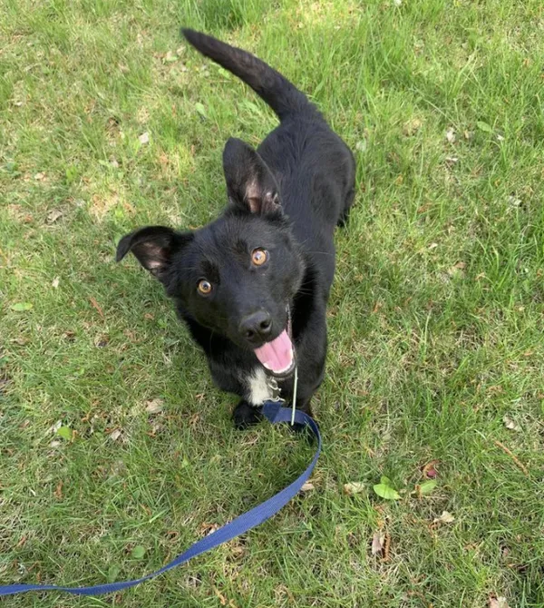 Pies do adopcji, Konin, 15 lutego 2024