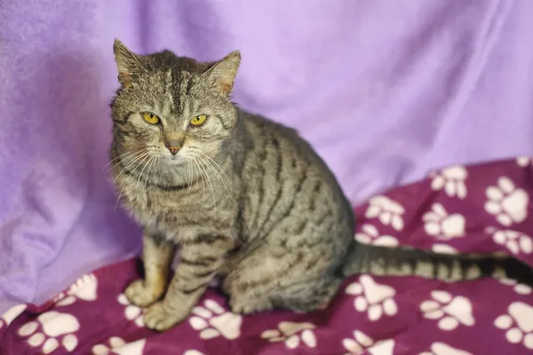 Znaleziono kota, Sosnowiec, 14 kwietnia 2024 (1/5)