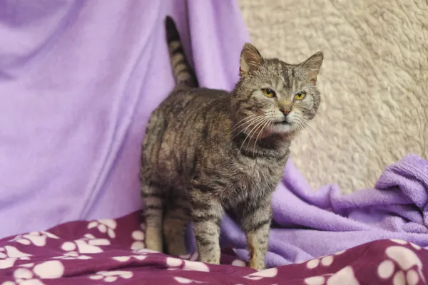 Znaleziono kota, Sosnowiec, 14 kwietnia 2024 (2/5)