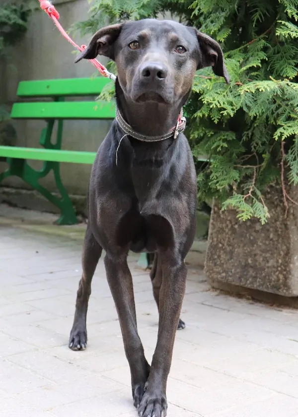 Znaleziono psa, Łódź, 14 kwietnia 2024 (2/5)