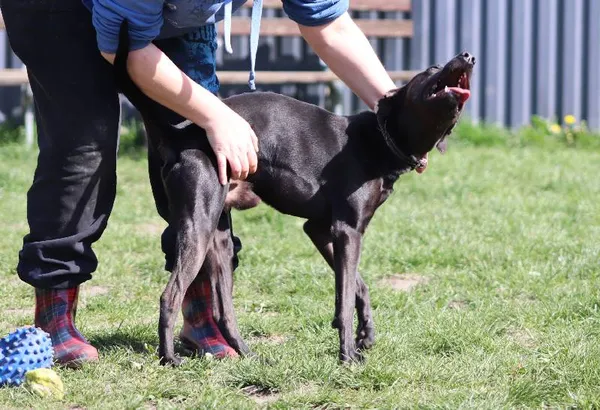 Znaleziono psa, Łódź, 14 kwietnia 2024 (3/5)