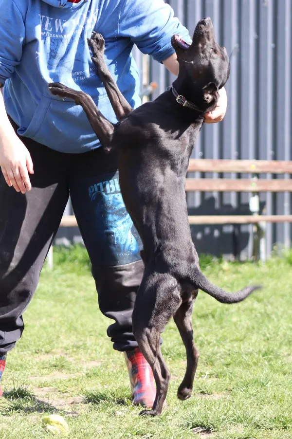 Znaleziono psa, Łódź, 14 kwietnia 2024 (4/5)