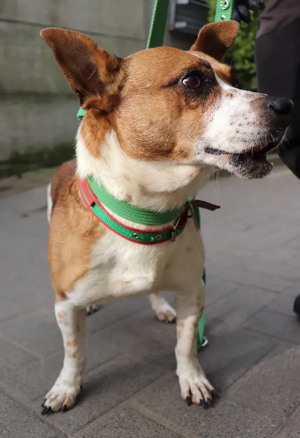 Znaleziono psa, Łódź, 13 kwietnia 2024 (1/5)