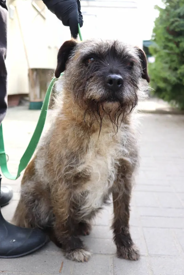 Znaleziono psa, Łódź, 3 kwietnia 2024 (2/3)