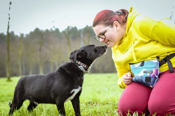 Pies do adopcji, Radom, 14 kwietnia 2024 (1/5)