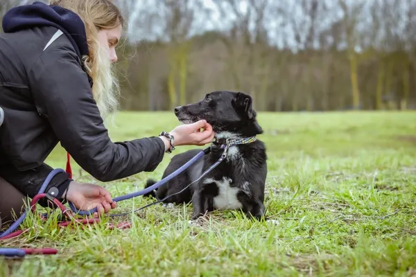 Pies do adopcji, Radom, 14 kwietnia 2024 (3/5)