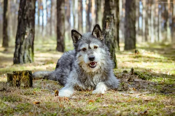 Pies do adopcji, Radom, 14 kwietnia 2024 (1/5)