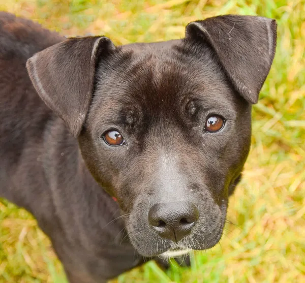 Pies do adopcji, Radom, 14 kwietnia 2024 (1/5)