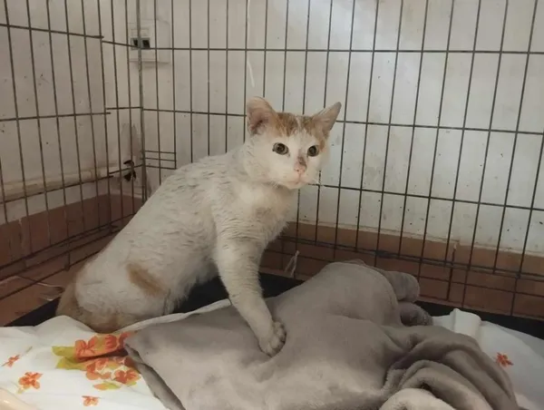 Znaleziono kota, Toruń, 13 kwietnia 2024