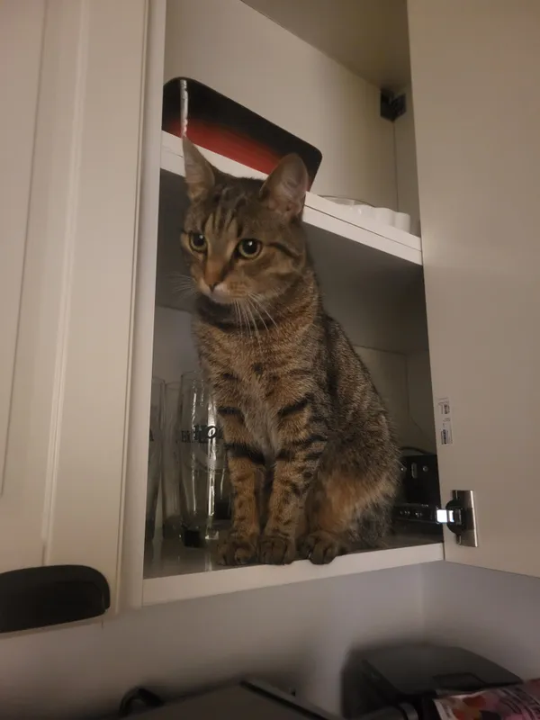 Zaginął kot, Białuń, 15 kwietnia 2024 (2/3)