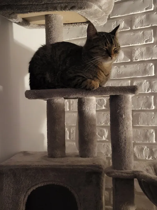 Zaginął kot, Białuń, 15 kwietnia 2024 (3/3)