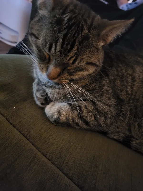 Zaginął kot, Białuń, 15 kwietnia 2024 (1/3)