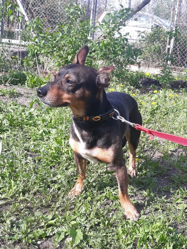 Pies do adopcji, Włocławek, 13 kwietnia 2024