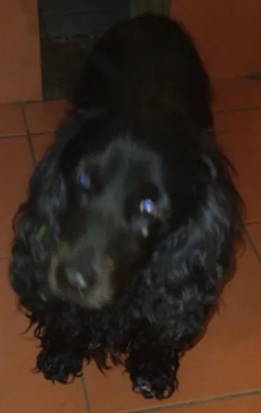 Znaleziono psa, Radom, 14 kwietnia 2024