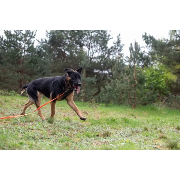 Znaleziono psa, Białystok, 31 marca 2024 (4/4)