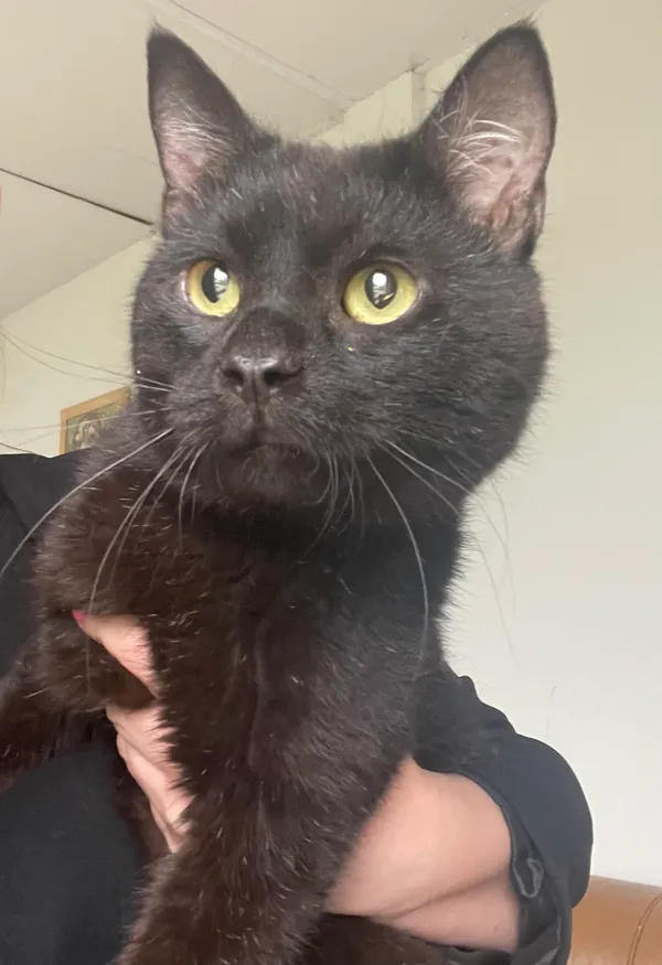 Znaleziono kota, Lublin, 15 kwietnia 2024