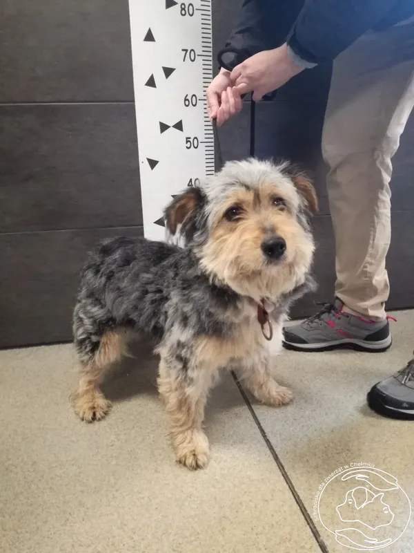 Znaleziono psa, Chełmek, 13 kwietnia 2024