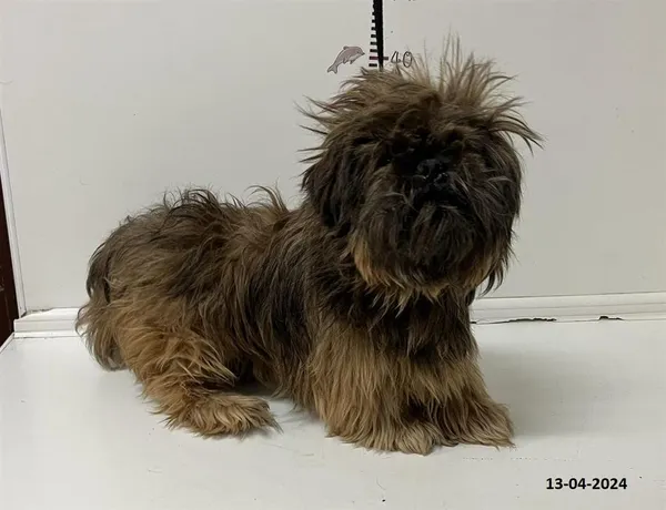 Znaleziono psa, Bytom, 15 kwietnia 2024 (2/2)