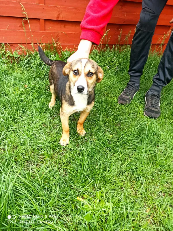 Znaleziono psa, Czartki, 15 kwietnia 2024