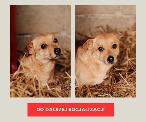 Pies do adopcji, Czartki, 15 kwietnia 2024 (1/5)