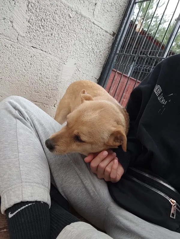 Pies do adopcji, Czartki, 15 kwietnia 2024 (2/5)