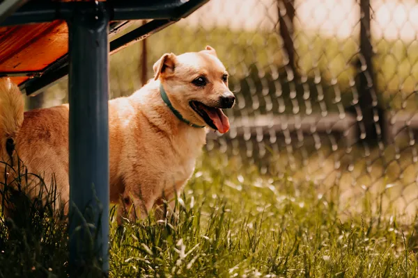 Pies do adopcji, Czartki, 15 kwietnia 2024 (3/5)