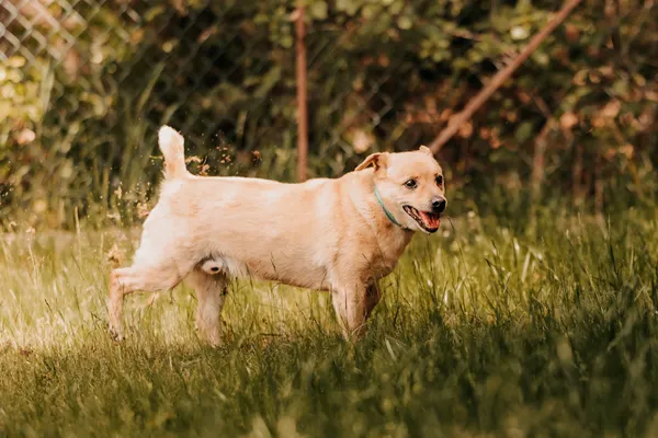 Pies do adopcji, Czartki, 15 kwietnia 2024 (4/5)