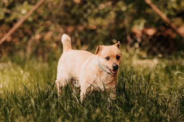 Pies do adopcji, Czartki, 15 kwietnia 2024 (5/5)