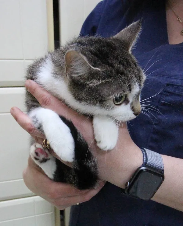 Znaleziono kota, Łódź, 13 września 2025 (2/5)