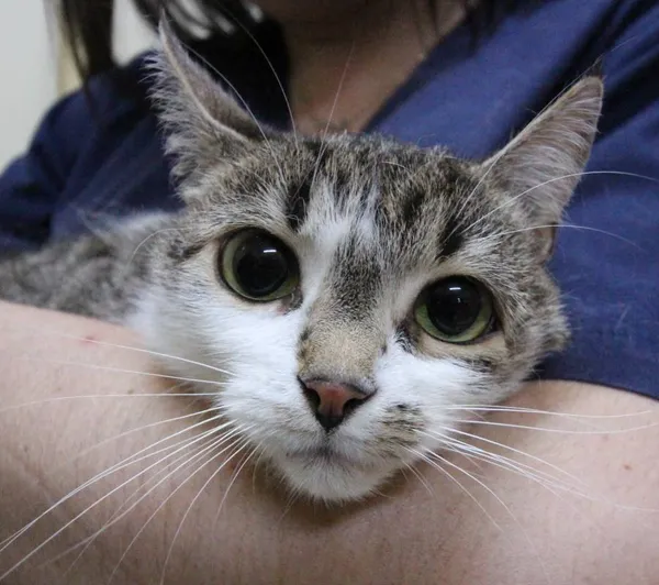 Znaleziono kota, Łódź, 13 września 2025 (5/5)