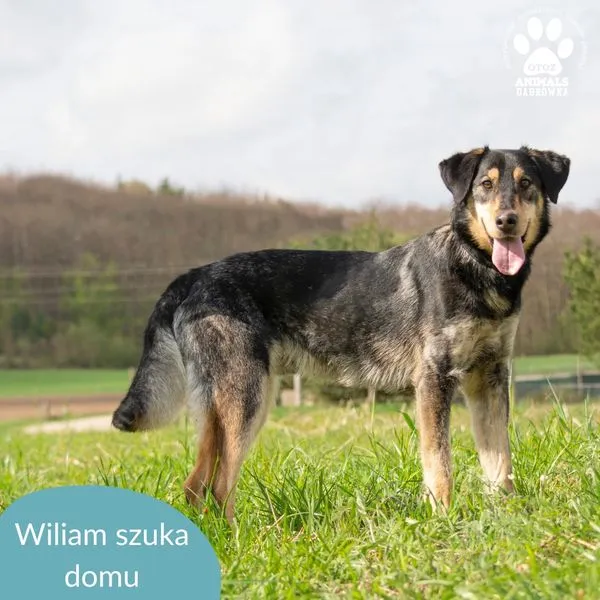 Pies do adopcji, Dąbrówka, 15 kwietnia 2024 (2/5)