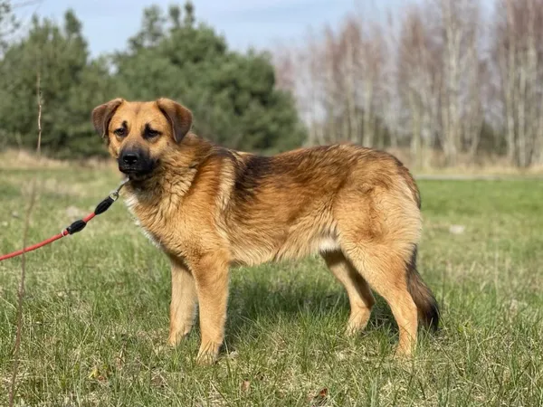 Pies do adopcji, Pieczyska, 15 kwietnia 2024 (2/5)