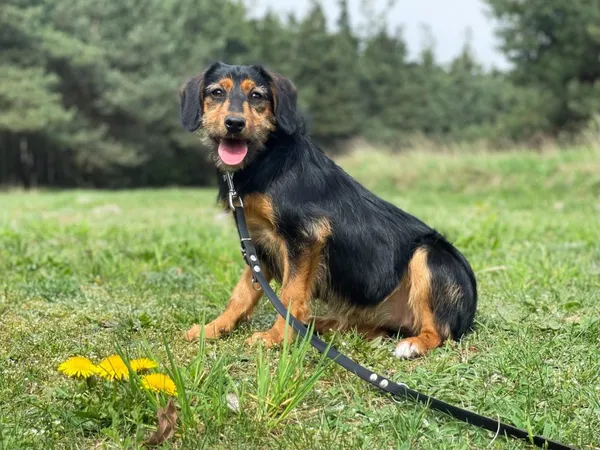 Pies do adopcji, Pieczyska, 15 kwietnia 2024 (2/5)