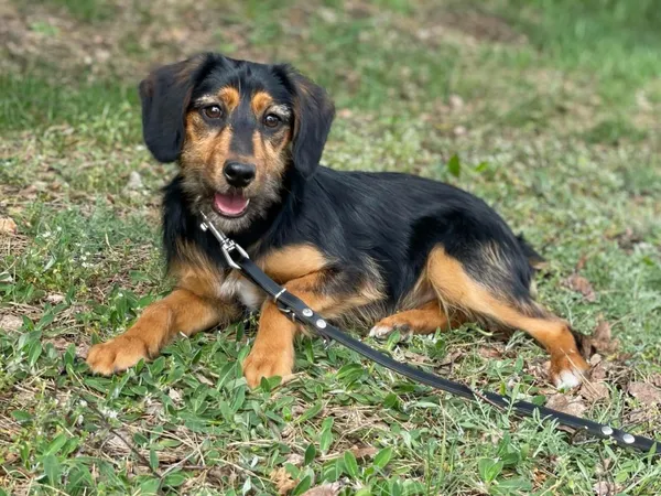 Pies do adopcji, Pieczyska, 15 kwietnia 2024 (3/5)