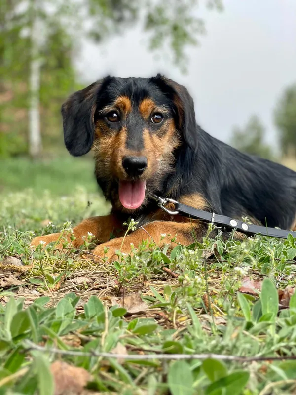 Pies do adopcji, Pieczyska, 15 kwietnia 2024 (4/5)