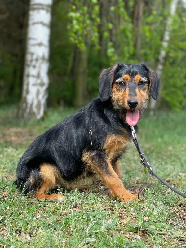 Pies do adopcji, Pieczyska, 15 kwietnia 2024 (5/5)