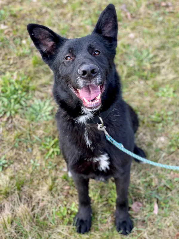 Pies do adopcji, Pieczyska, 15 kwietnia 2024 (5/5)