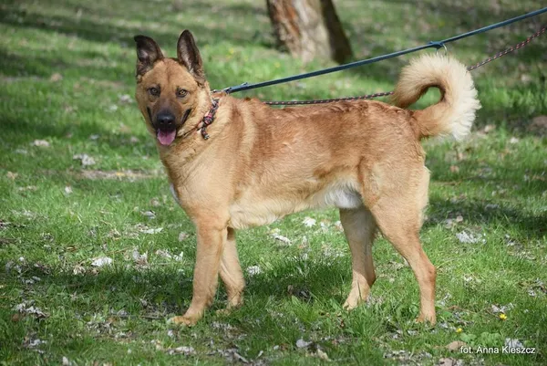 Znaleziono psa, Toruń, 16 marca 2024