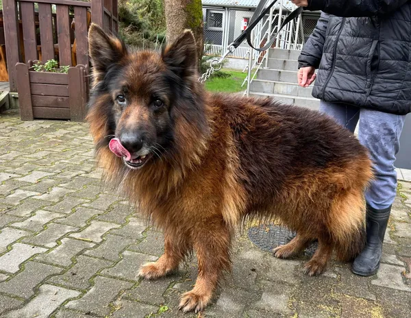 Pies do adopcji, Włocławek, 16 kwietnia 2024 (1/3)