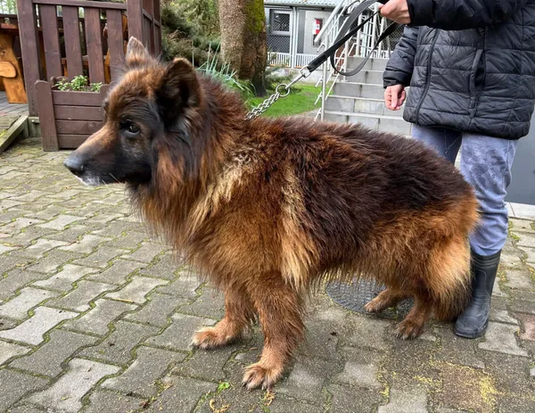 Pies do adopcji, Włocławek, 16 kwietnia 2024 (2/3)