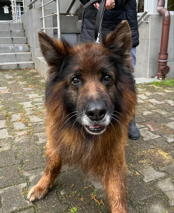 Pies do adopcji, Włocławek, 16 kwietnia 2024 (3/3)